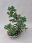 Bonsai Juniperus chinensis