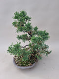 Bonsai Juniperus chinensis
