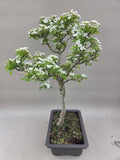Bonsai Baum Weißdorn weiße Blüte