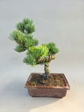 Bonsai Pinus parviflora