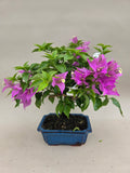 Bonsai-Bougainvillea