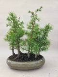 Bonsai Wald Larix decidua