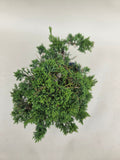 Bonsai Juniperus chinensis