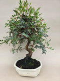 Bonsai pistace