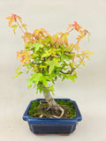 Bonsai Acer Beurgerianum