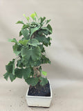 Ginkgo biloba