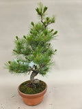 Bonsai Pinus parviflora II