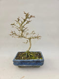 Bonsai Premna japonica