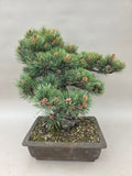 Pinus parviflora