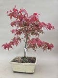 Bonsai Acer palm. Deshojo
