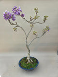 Bonsai wisteria