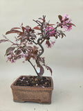 Bonsai Malus sargentii