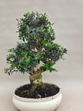 Bonsai Olive olea sylvestris