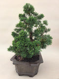 Bonsai Juniperus chinensis