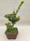 Acer palmatum kotohime