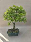 Bonsai Rhamnus of vuilboom