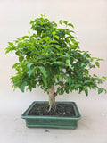 Bonsai Liguster