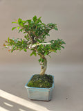 Bonsai Punica Granatum Nejikan