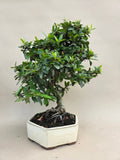 Bonsai Vuurdoorn oranje bes