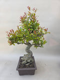 Bonsai punica granatum nejikan