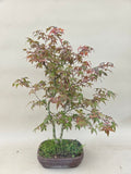 Bonsai Acer palm. Deshojo dubbel stam