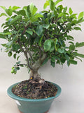 Bonsaï Malus evereste