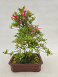 Bonsai Azalea Kotaro