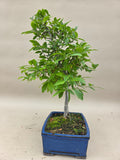 Bonsai Mespilus germanica