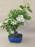 Bonsai Malus evereste