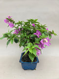 Bonsai-Bougainvillea
