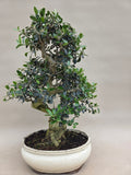 Bonsai Olive olea sylvestris