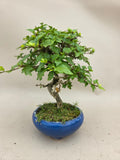 Bonsaï Premna japonica shohin