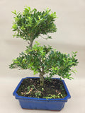 Bonsaï Ilex crenata