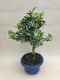 Bonsai Citrus myrtifolia Mandarinenbaum