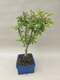Bonsai Prunus kojou no mai