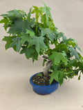 Liquidambar