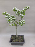Bonsai Baum Weißdorn weiße Blüte