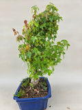 Bonsai Acer Beurgerianum