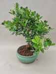 Bonsai Citrus myrtifolia mandarijn boom