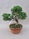 Bonsai Juniperus chinensis