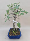 Bonsai sorbes