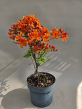 Rododendron startmateriaal