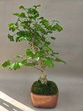 Ginkgo biloba