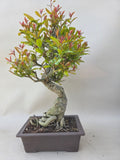 Bonsai punica granatum nejikan