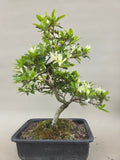 Bonsai Azalea zenbazuru