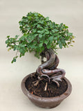 Bonsai Ulmus parvifolia