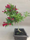 Bonsai Weigelie