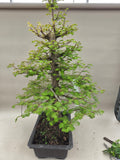 Bonsai Metasequioa