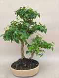 Bonsai Liguster