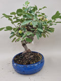 Bonsai Malus evereste